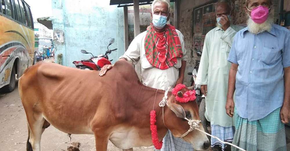 Cow of qurbani were given as gifts to the freedom fighters